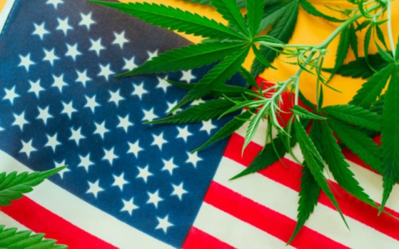 Hemp plants on the American flag